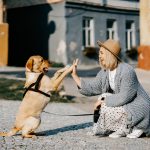 What are 5 interesting facts about dogs ?